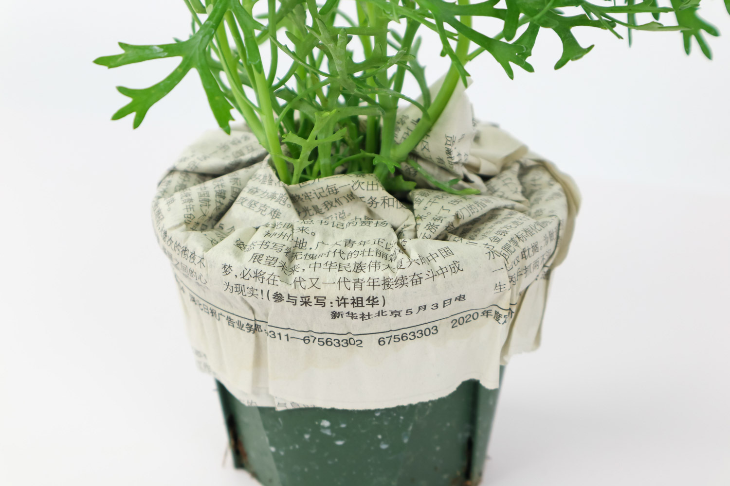 玛格丽特 玛格丽特叶子发黄如何办