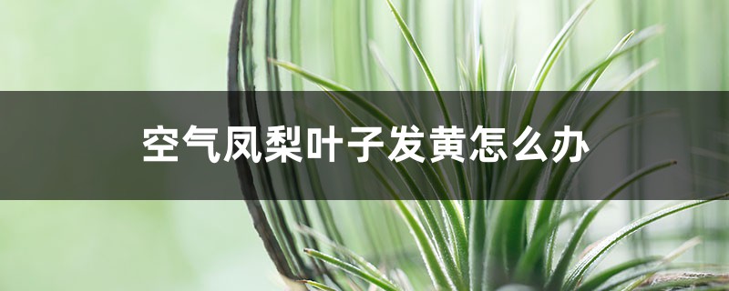 空气凤梨叶子发黄如何办