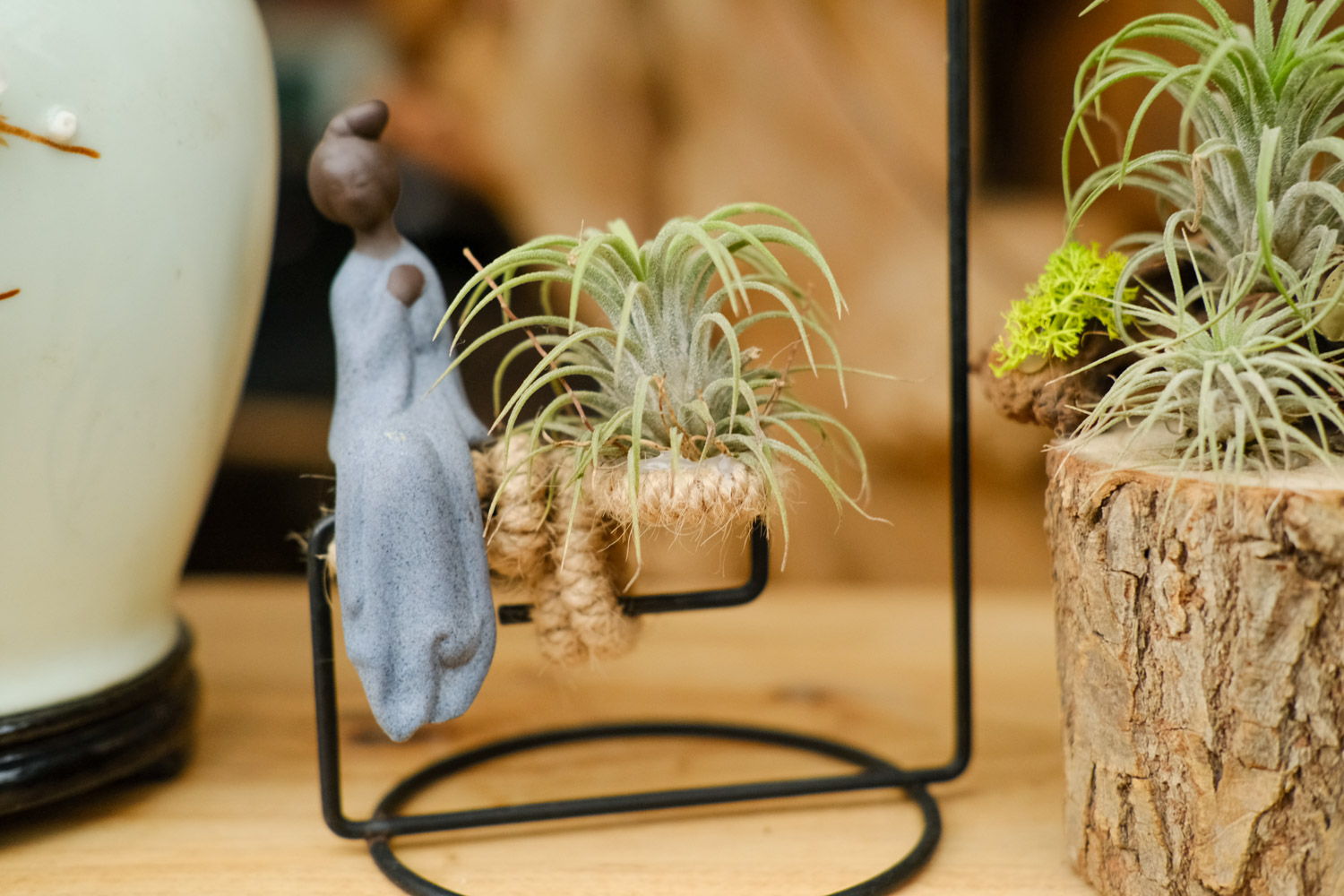 空气凤梨叶子发黄如何办