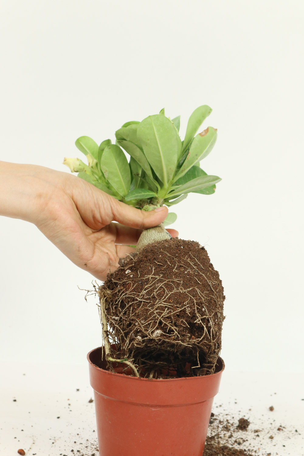 沙漠玫瑰叶子发黄如何办