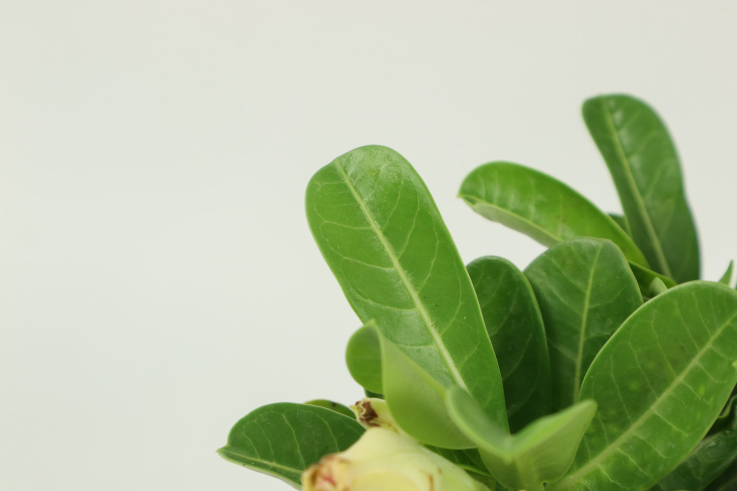 沙漠玫瑰叶子发黄如何办