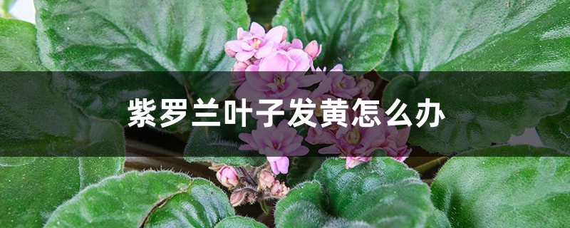 紫罗兰叶子发黄如何办