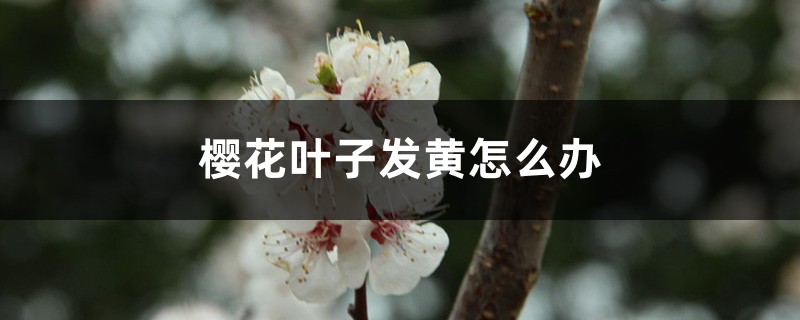 樱花叶子发黄如何办