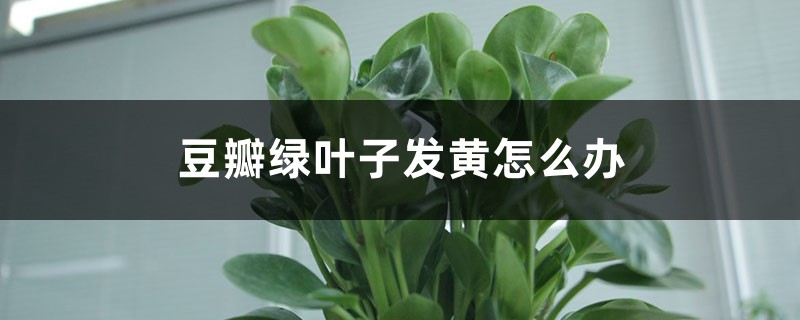 豆瓣绿叶子发黄如何办
