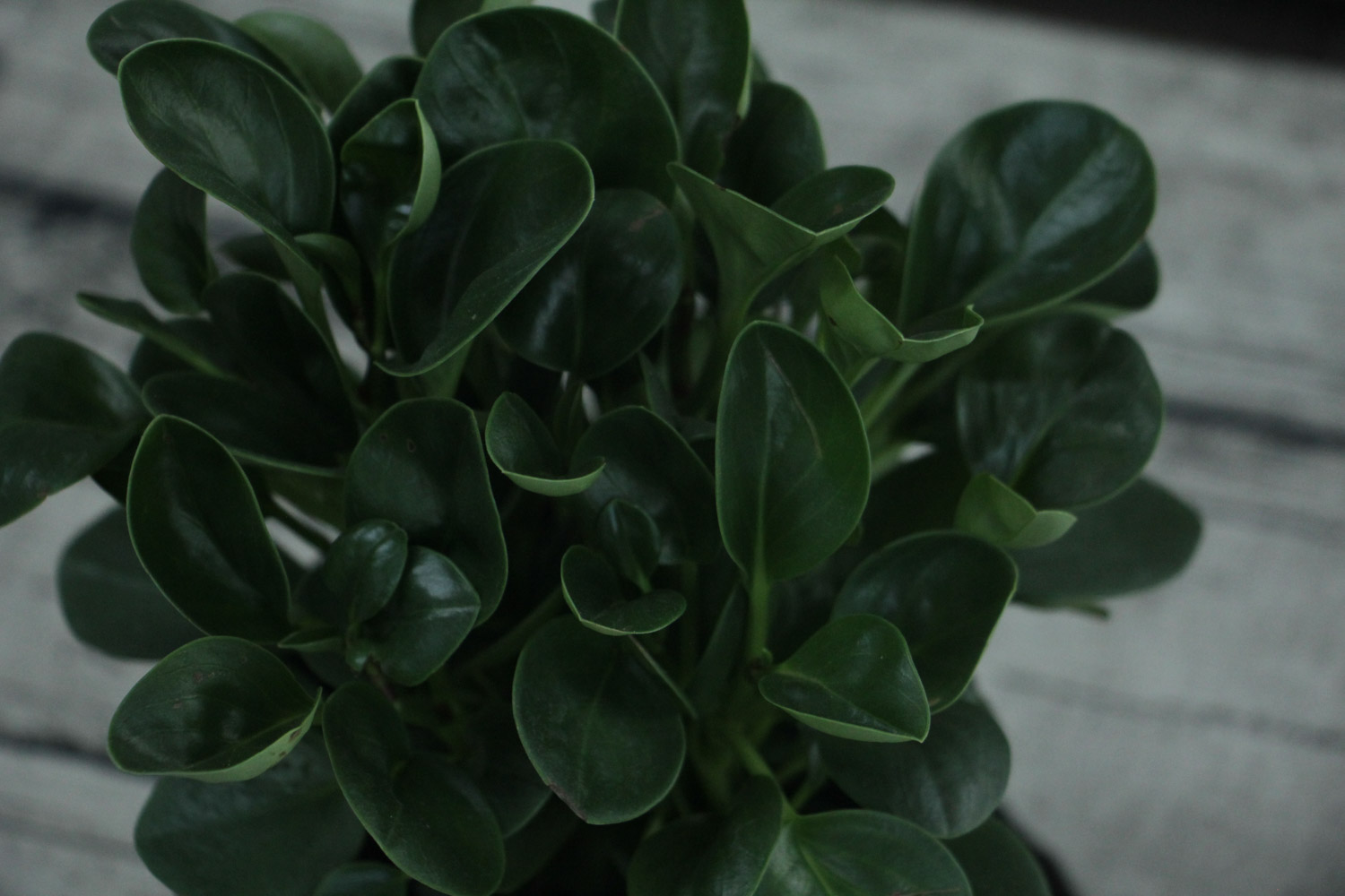 豆瓣绿叶子发黄如何办