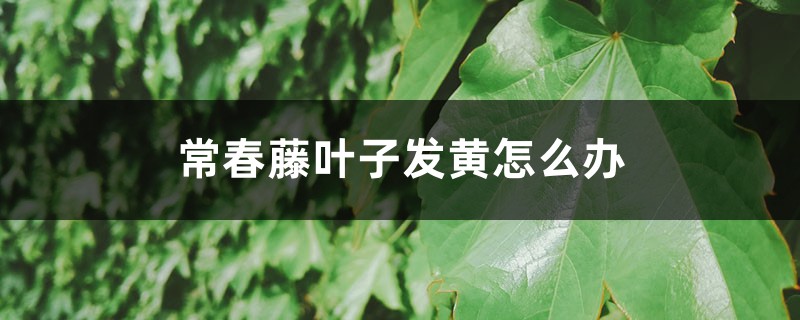 常春藤叶子发黄如何办