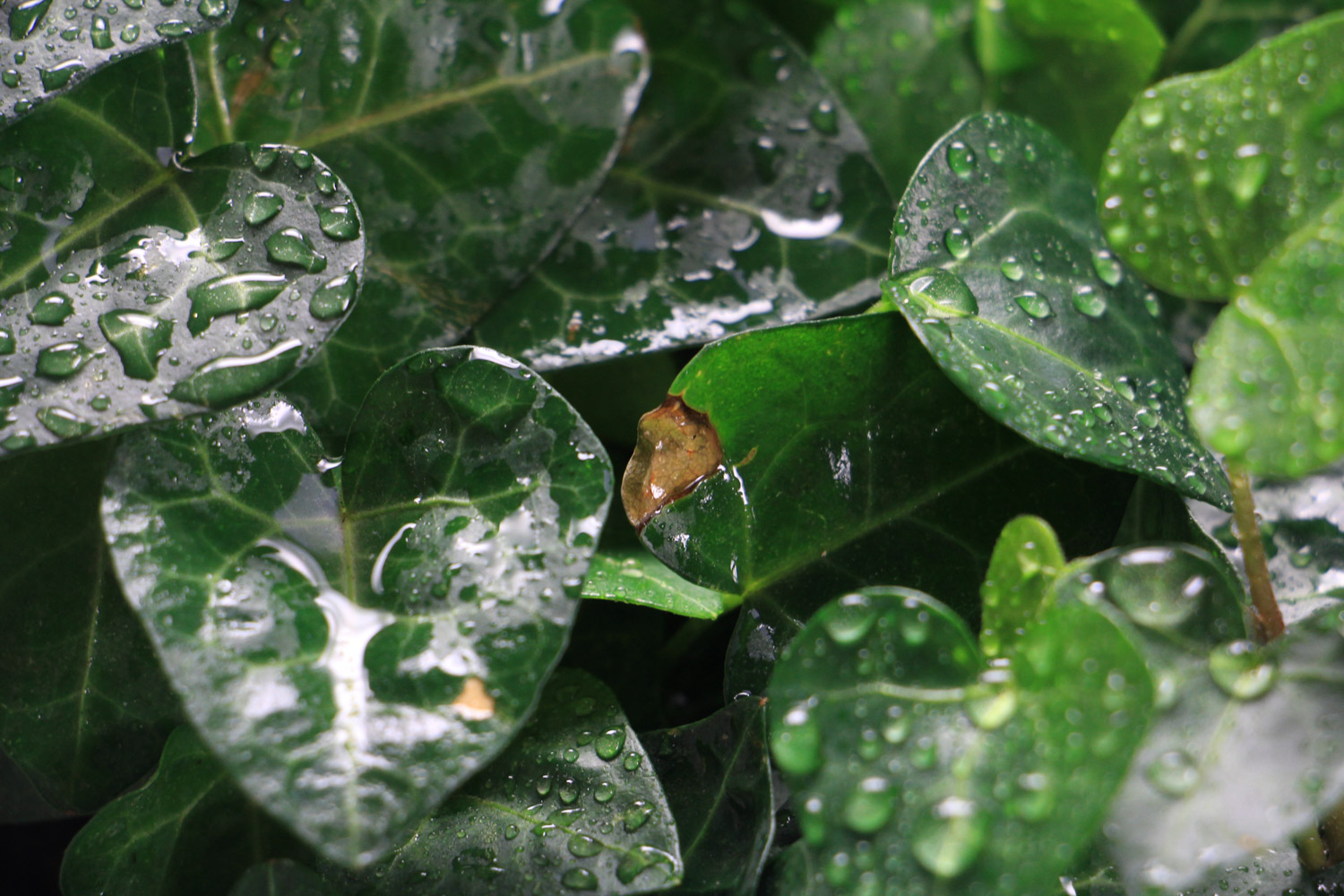 常春藤叶子发黄如何办
