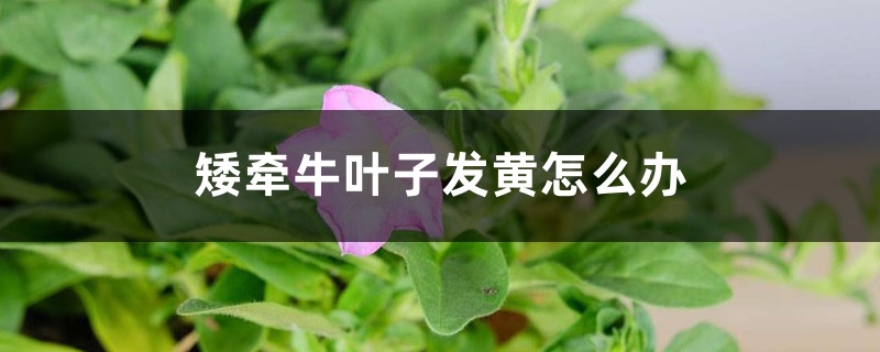 矮牵牛叶子发黄如何办