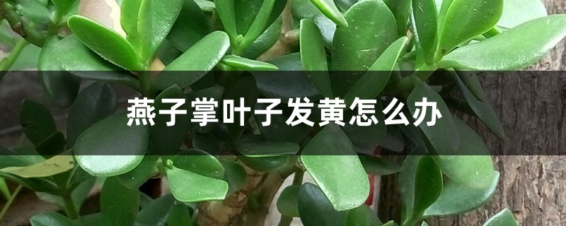 燕子掌叶子发黄如何办