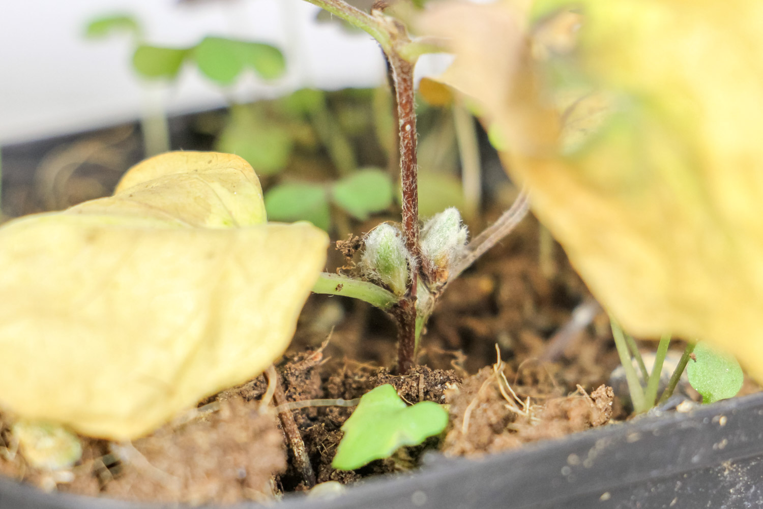 铁线莲叶子发黄如何办