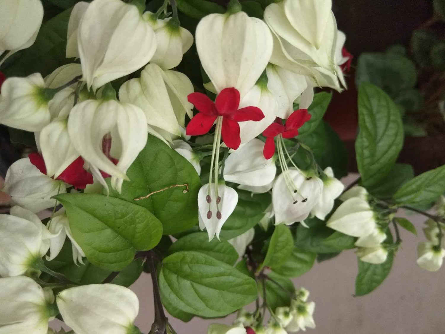 龙吐珠叶子发黄如何办