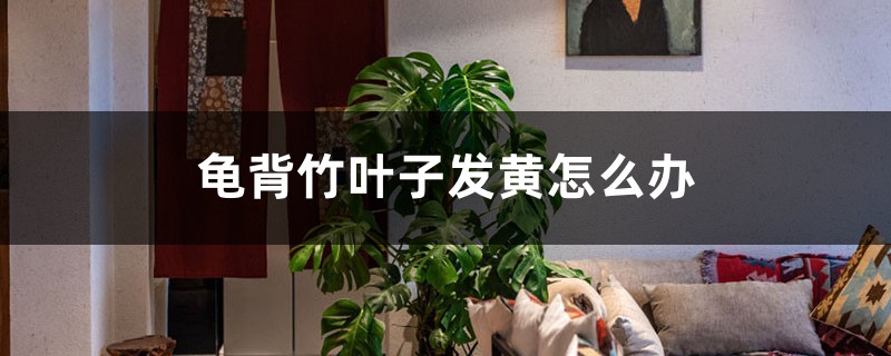 龟背竹叶子发黄如何办