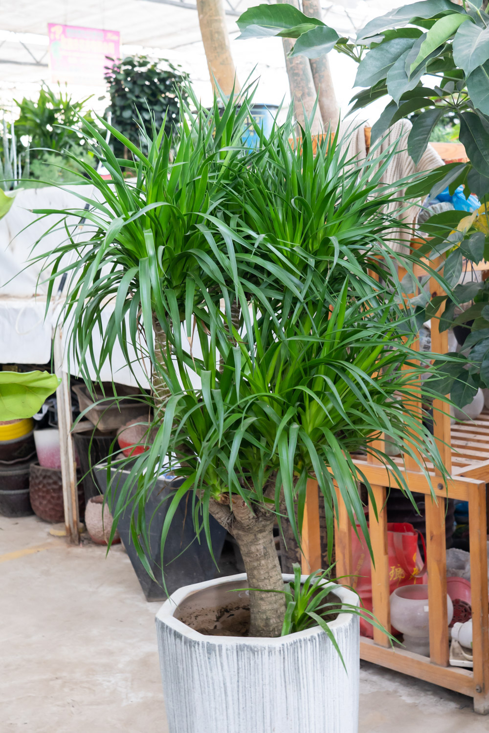 龙血树叶子发黄如何办