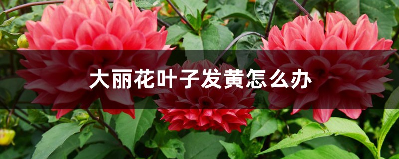 大丽花叶子发黄如何办