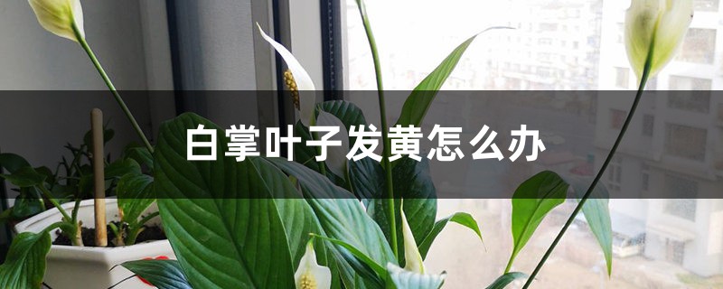 白掌叶子发黄如何办