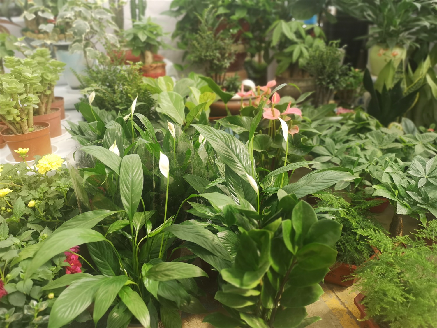 白掌叶子发黄如何办