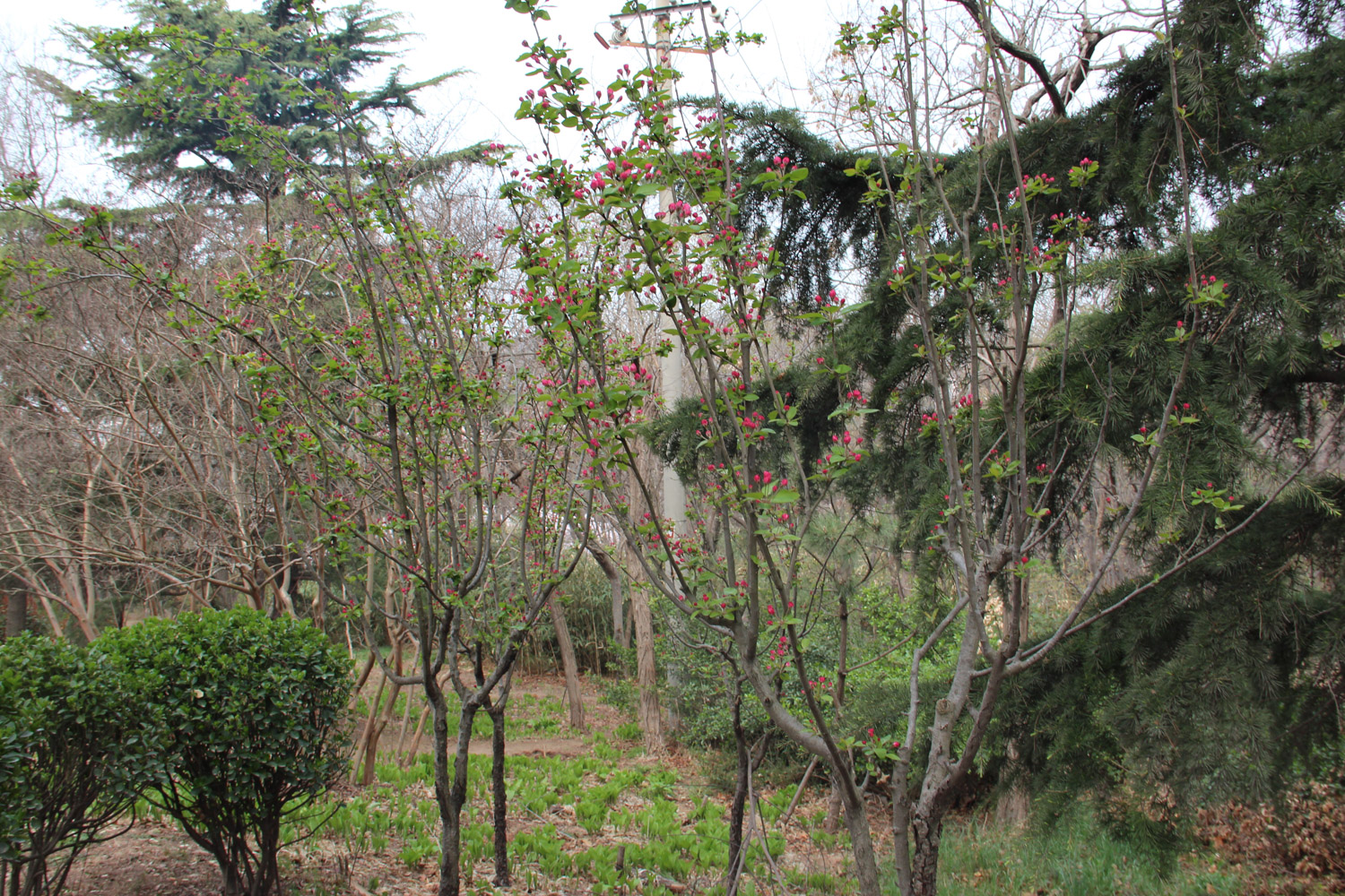 海棠叶子发黄如何办