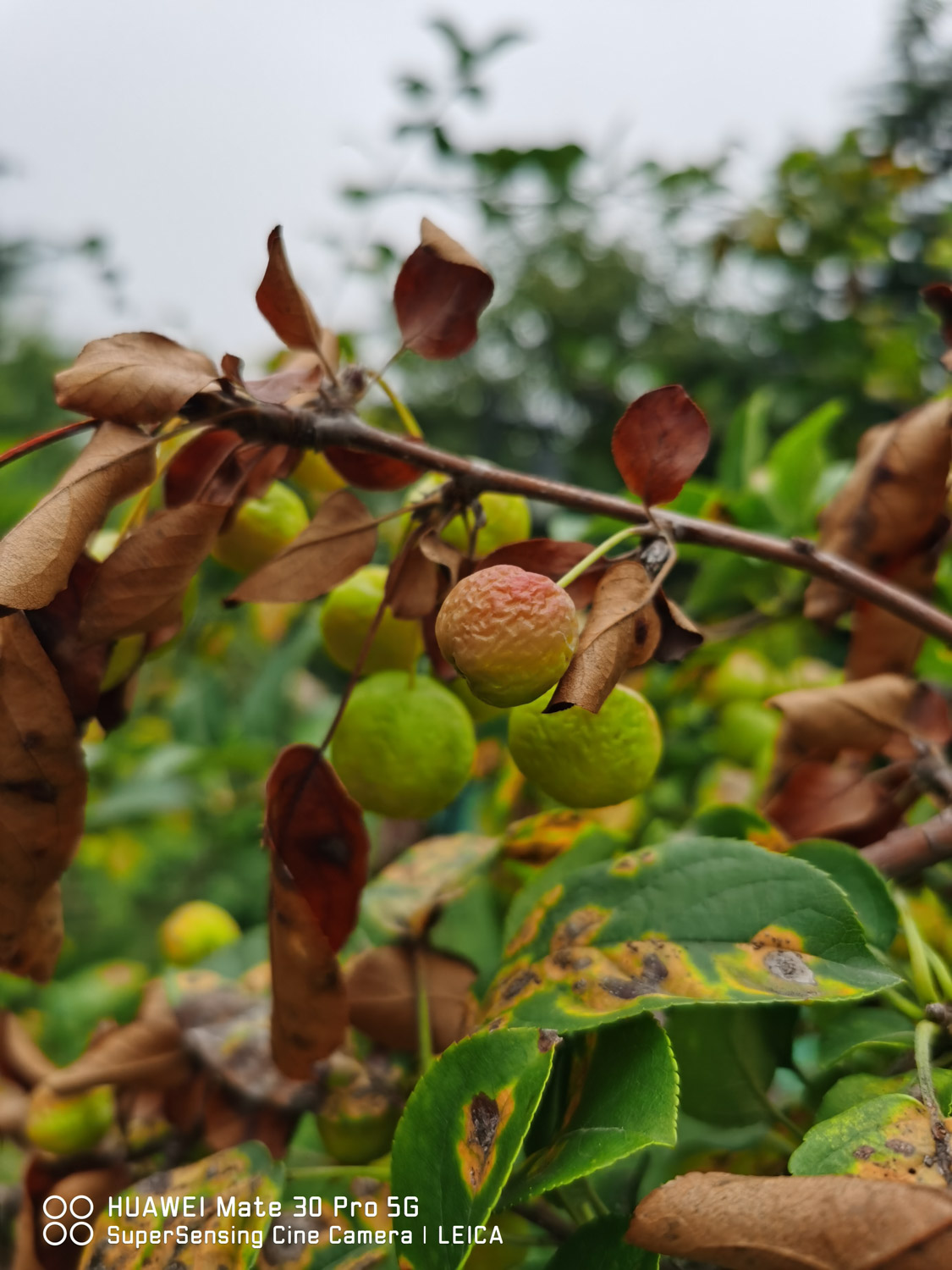 海棠叶子发黄如何办