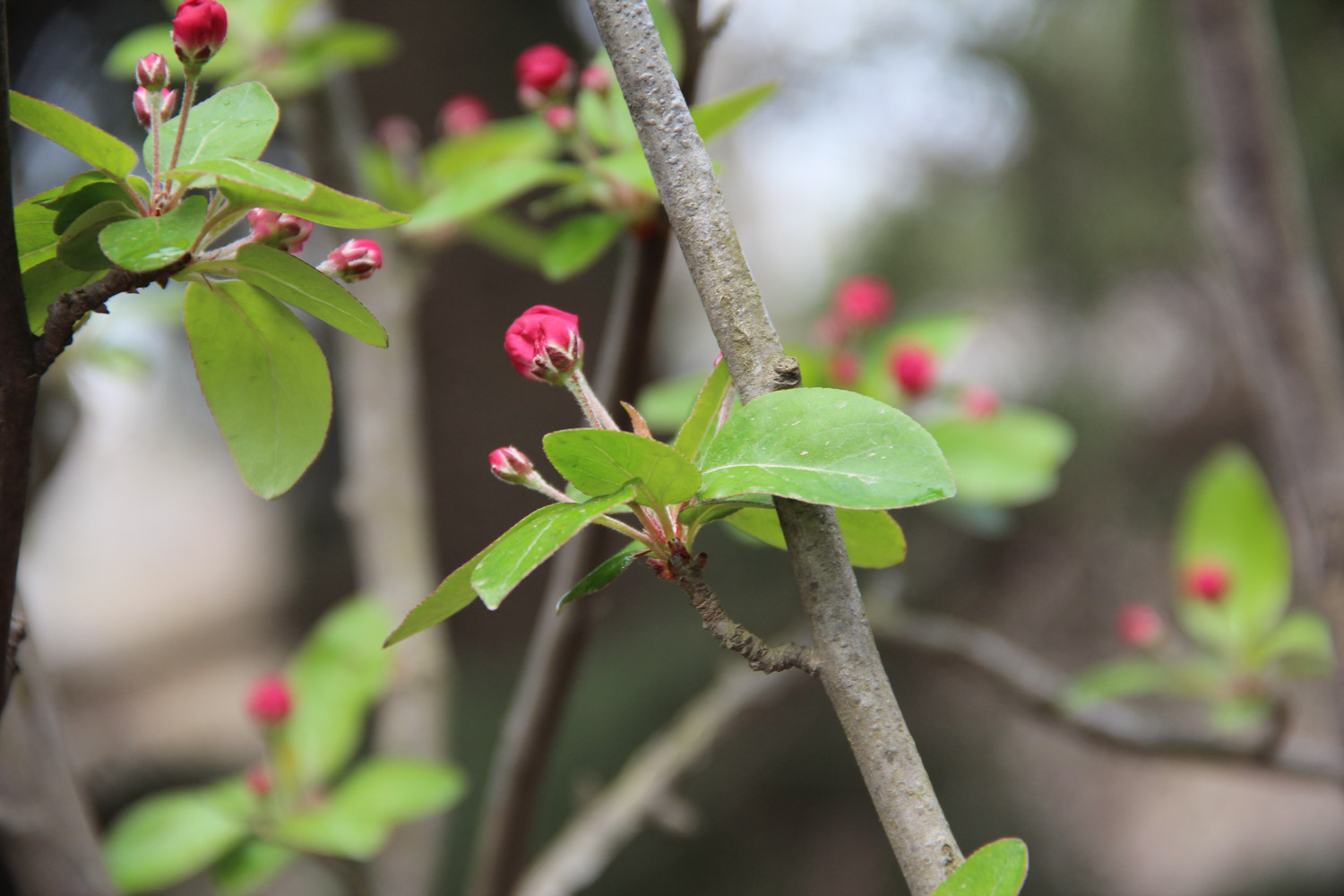 海棠叶子发黄如何办