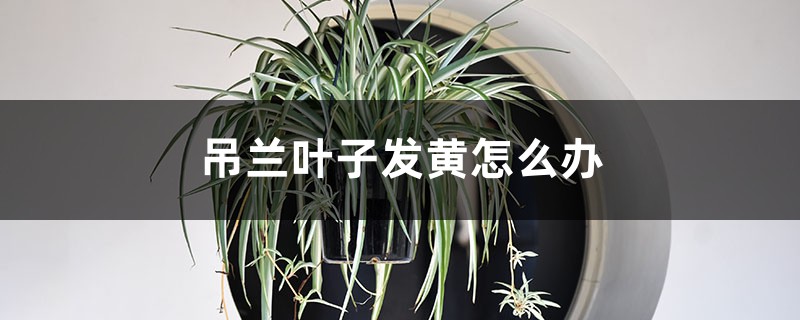 吊兰叶子发黄如何办