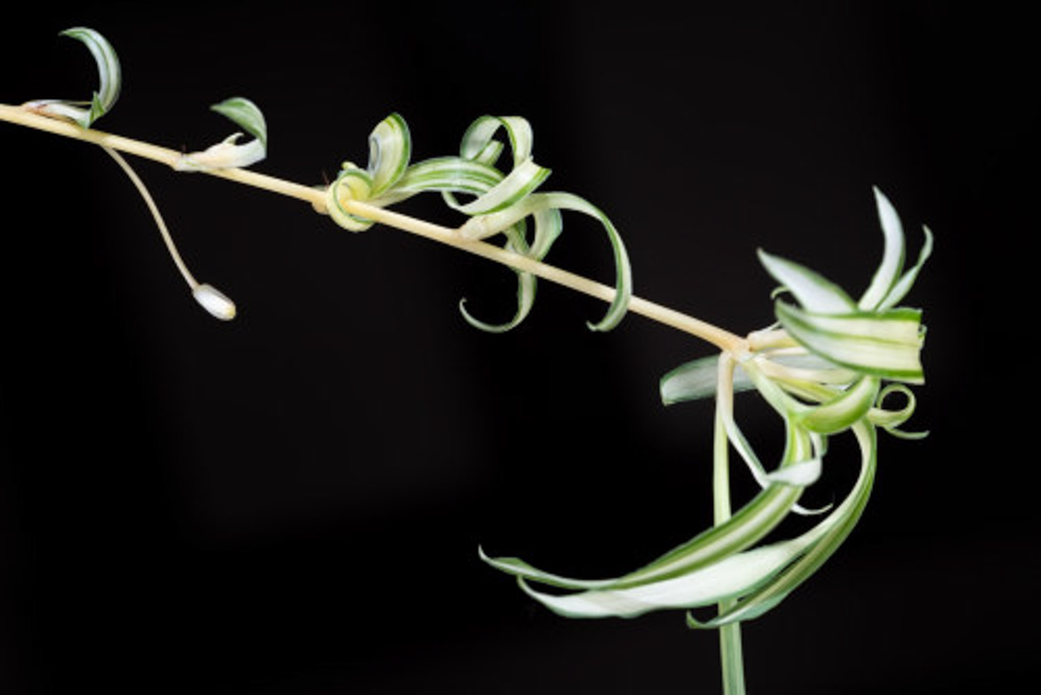 吊兰叶子发黄如何办