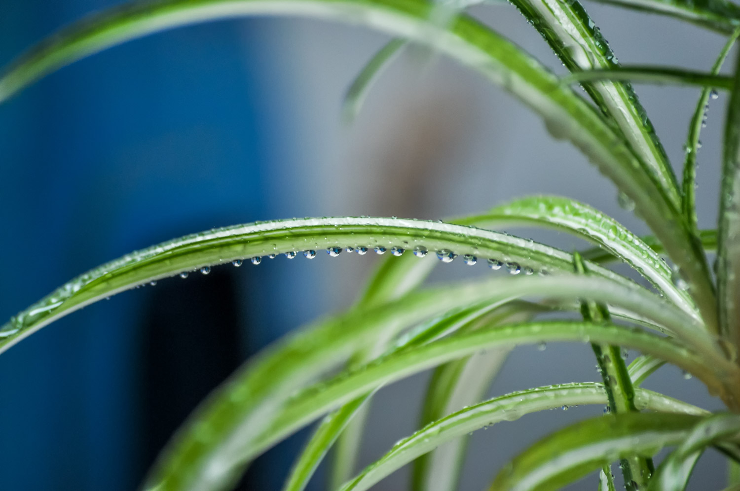 吊兰叶子发黄如何办