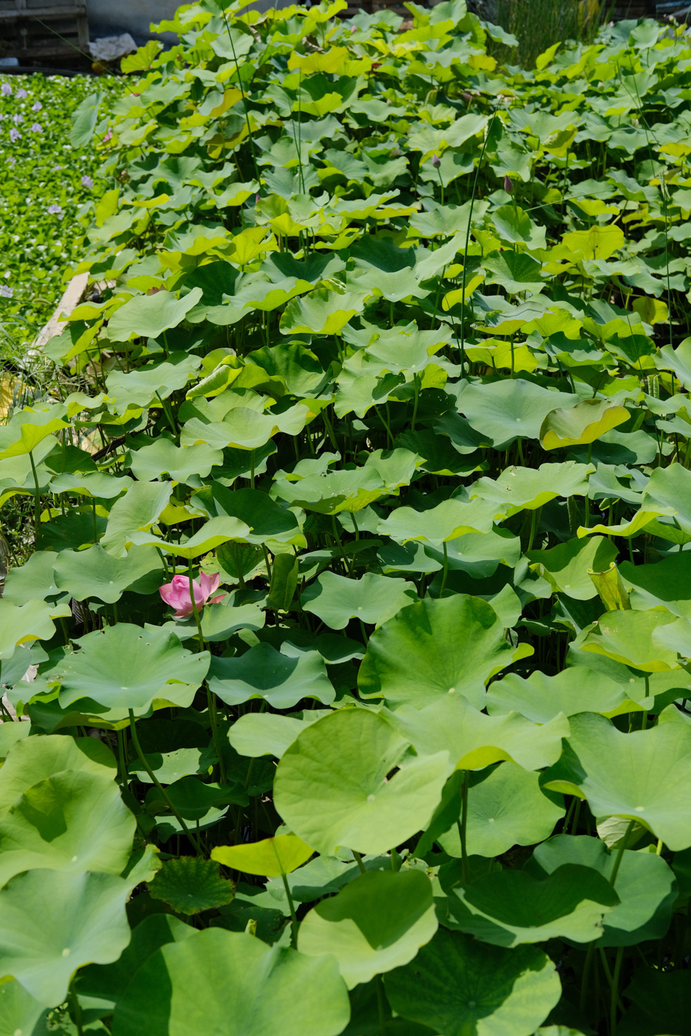 莲花的叶子发黄如何办