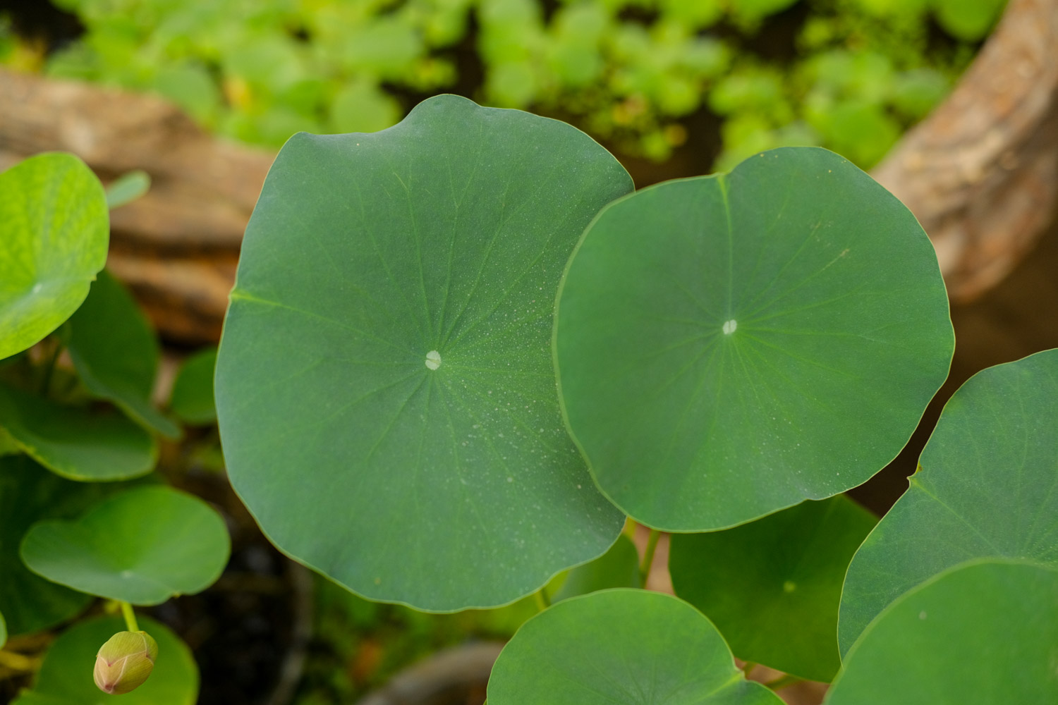 莲花的叶子发黄如何办