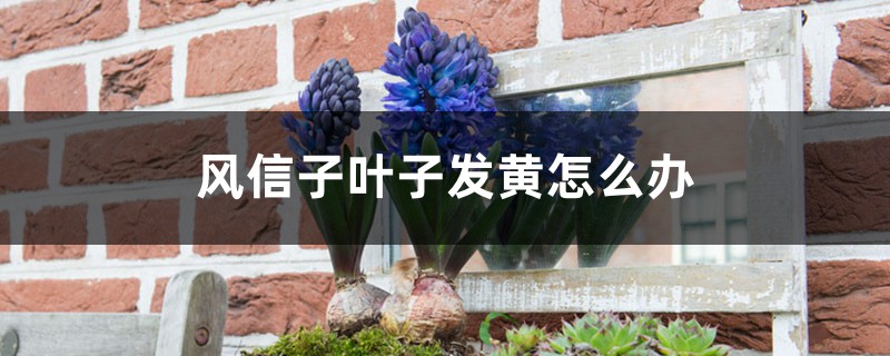 风信子叶子发黄如何办