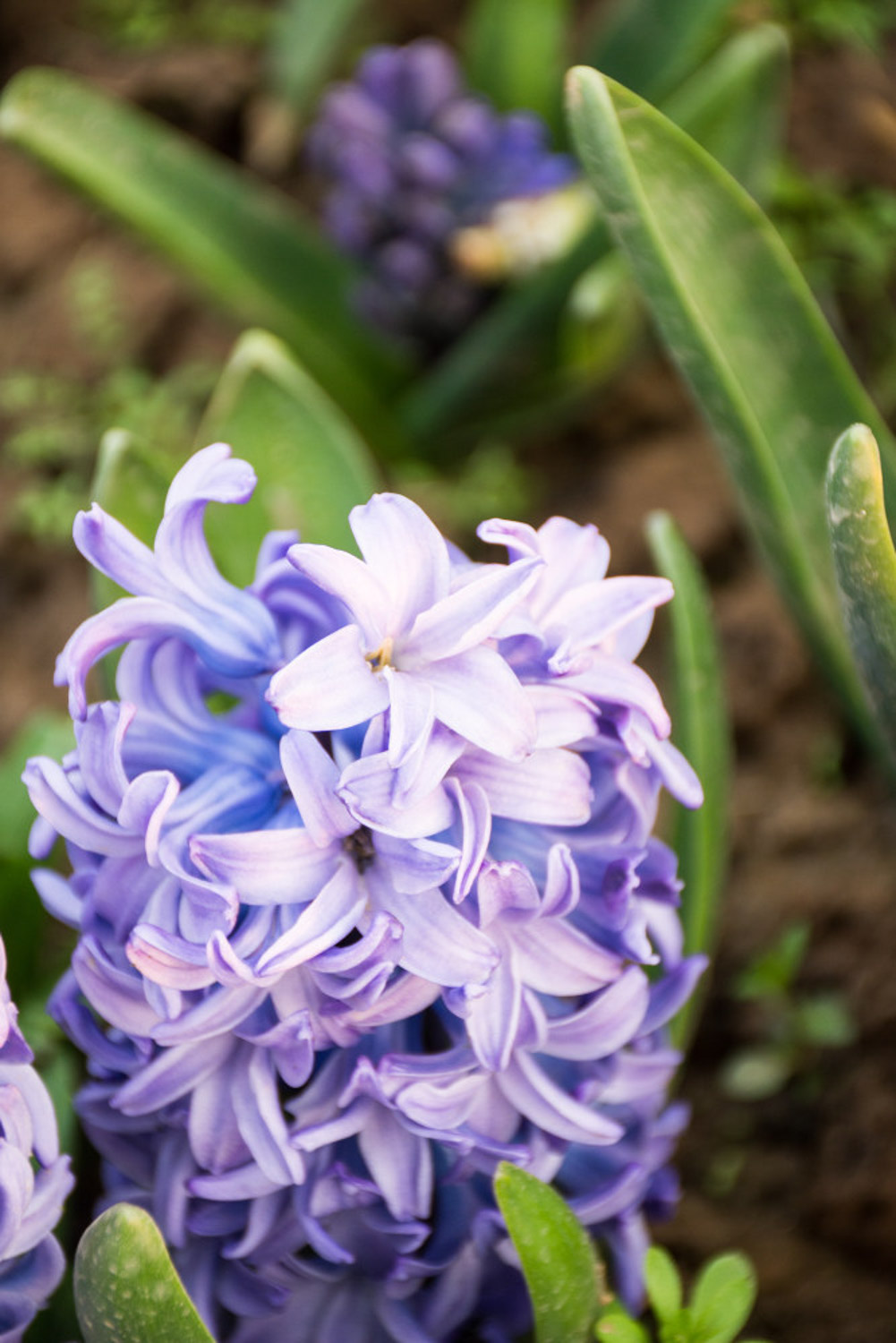 风信子叶子发黄如何办