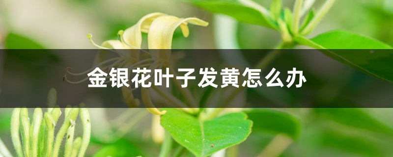 金银花叶子发黄如何办