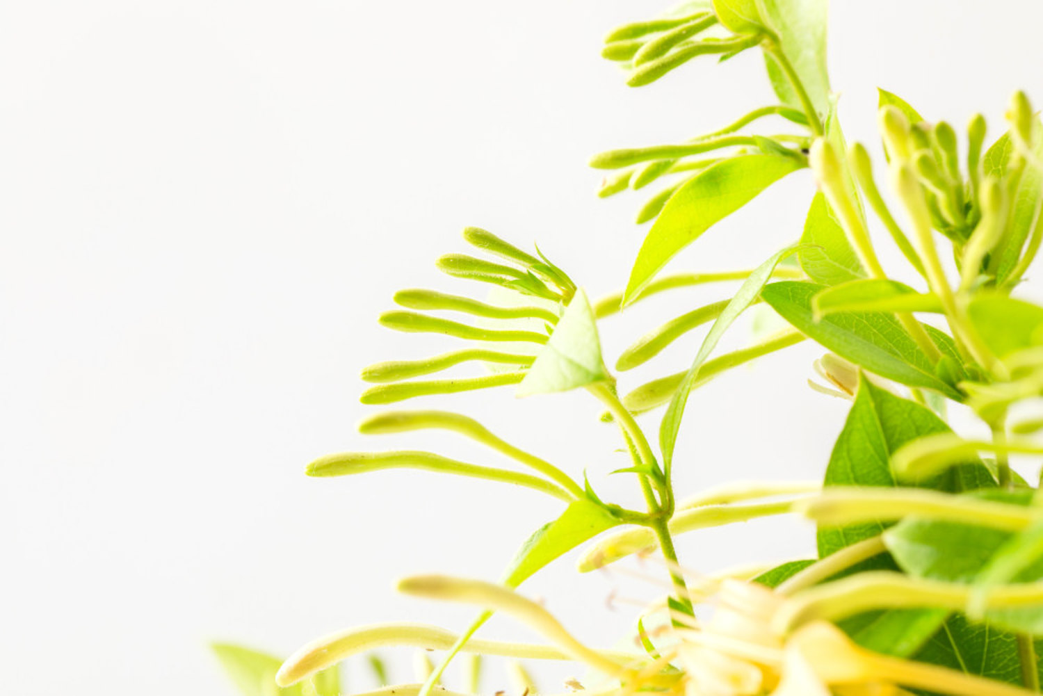 金银花 金银花叶子发黄如何办