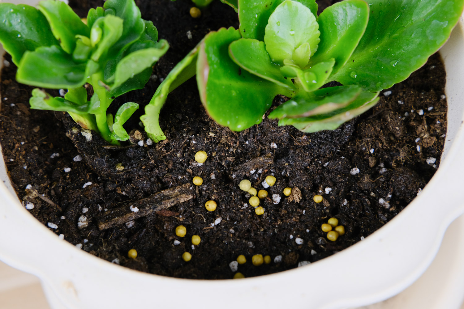 长寿花 长寿花叶子发黄如何办