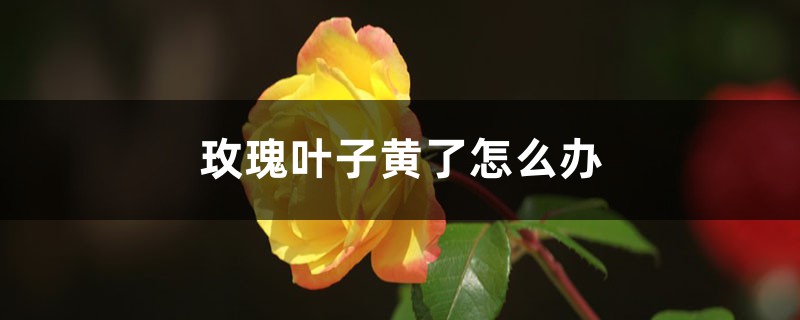 玫瑰叶子黄了如何办