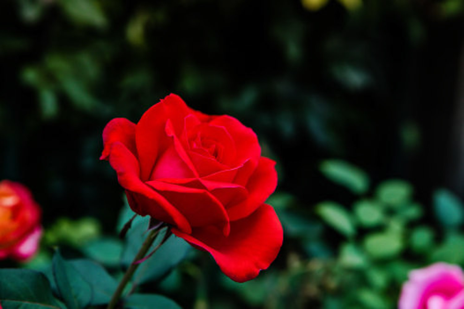 月季叶子发黄如何办