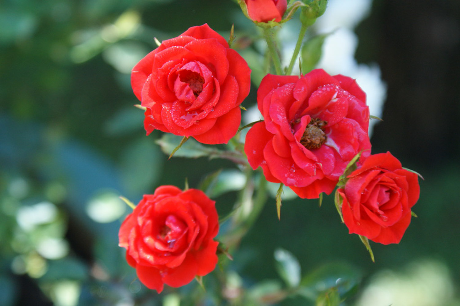 月季叶子发黄如何办