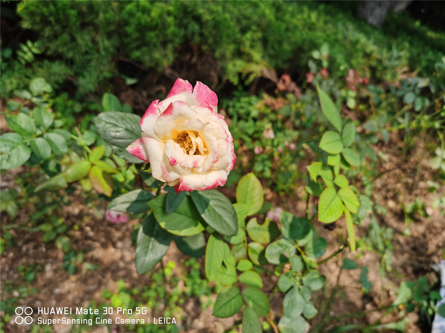 月季叶子发黄如何办