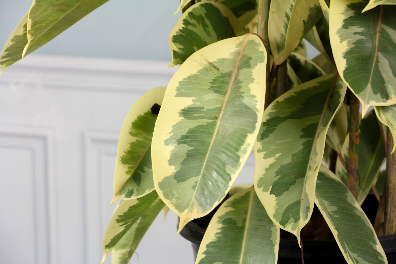 橡皮树叶子发黄如何办