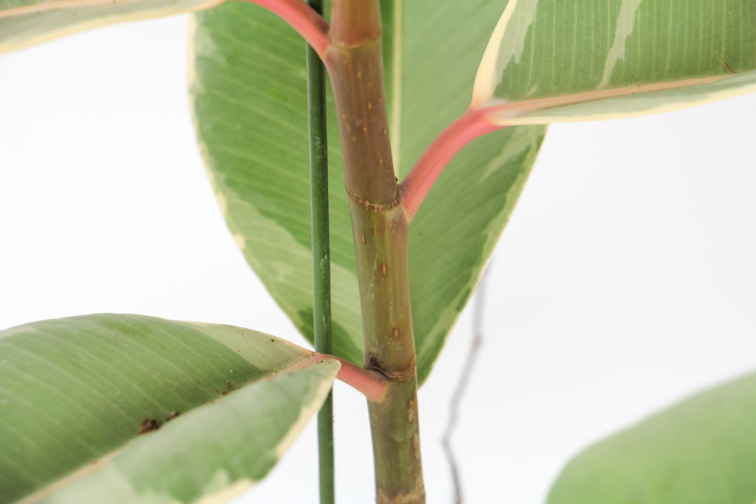 橡皮树叶子发黄如何办