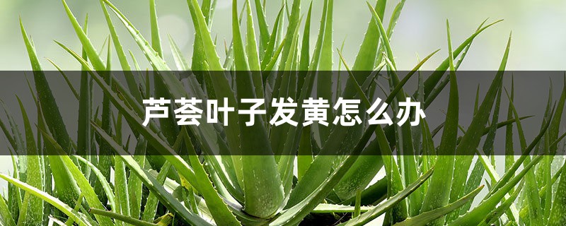 芦荟叶子发黄如何办