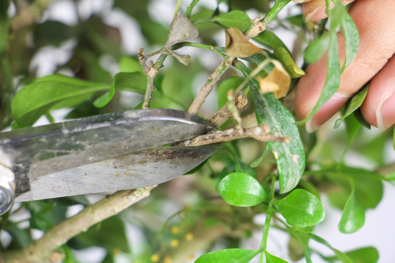 米兰叶子发黄如何办