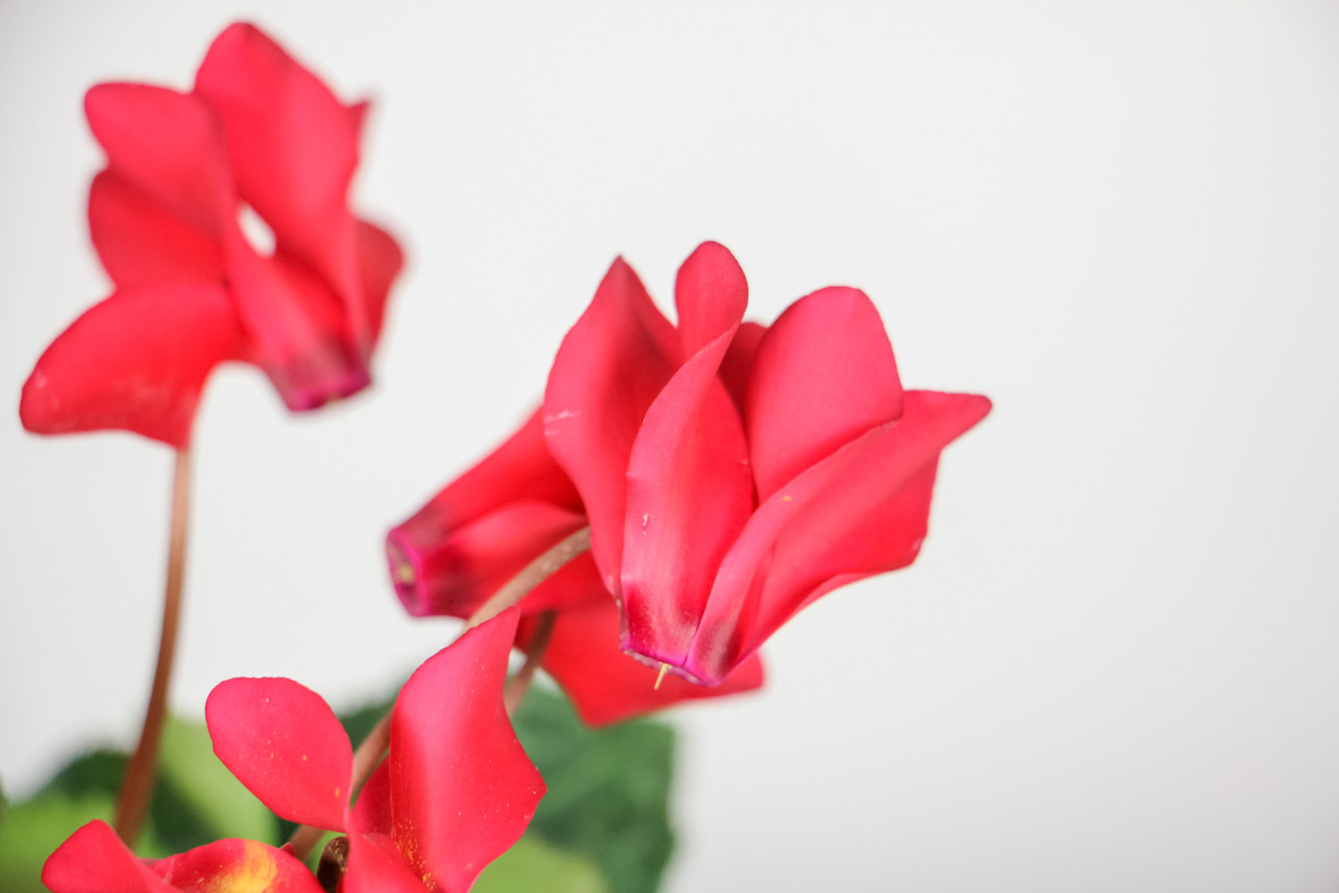 仙客来叶子发黄如何办