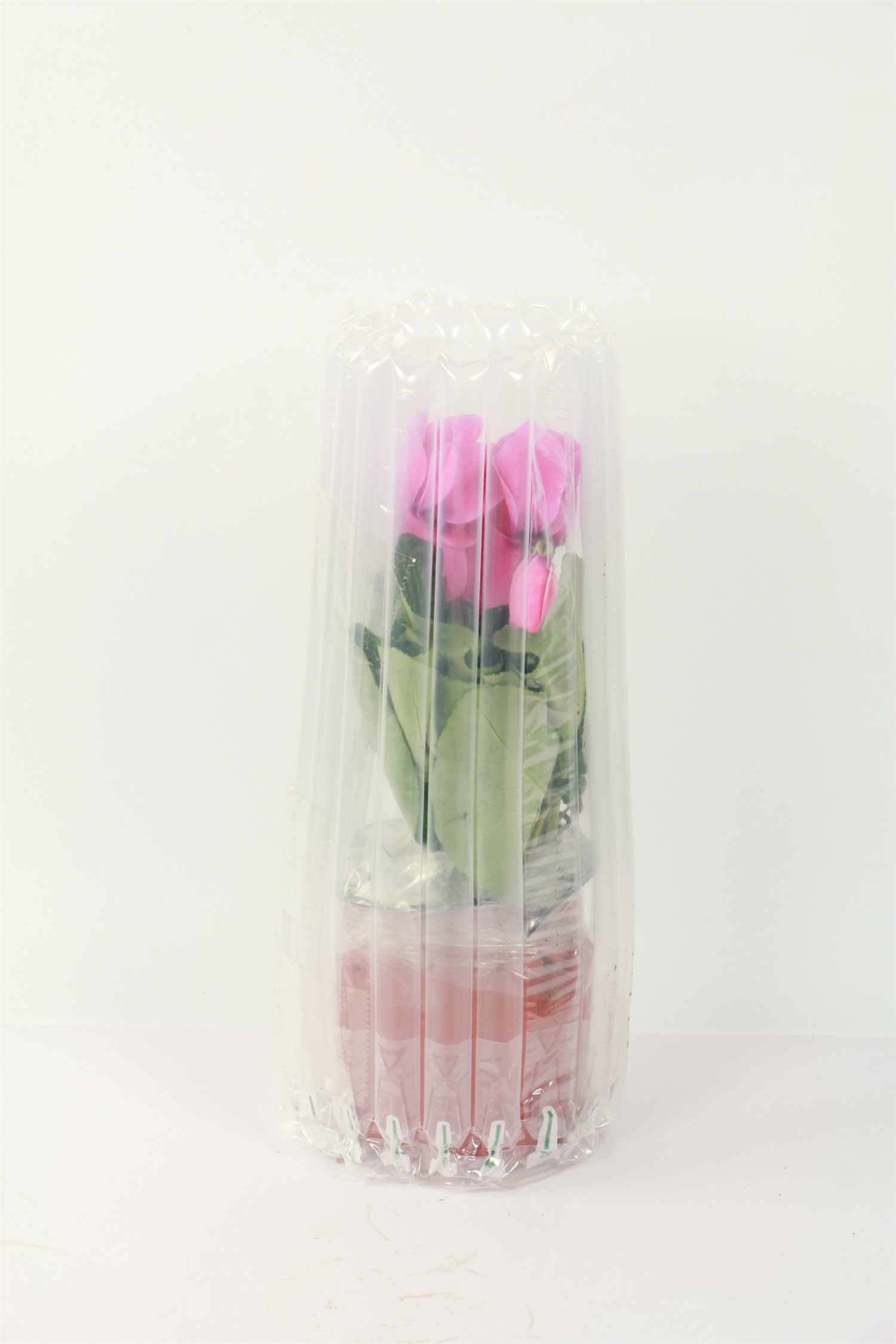 仙客来叶子发黄如何办