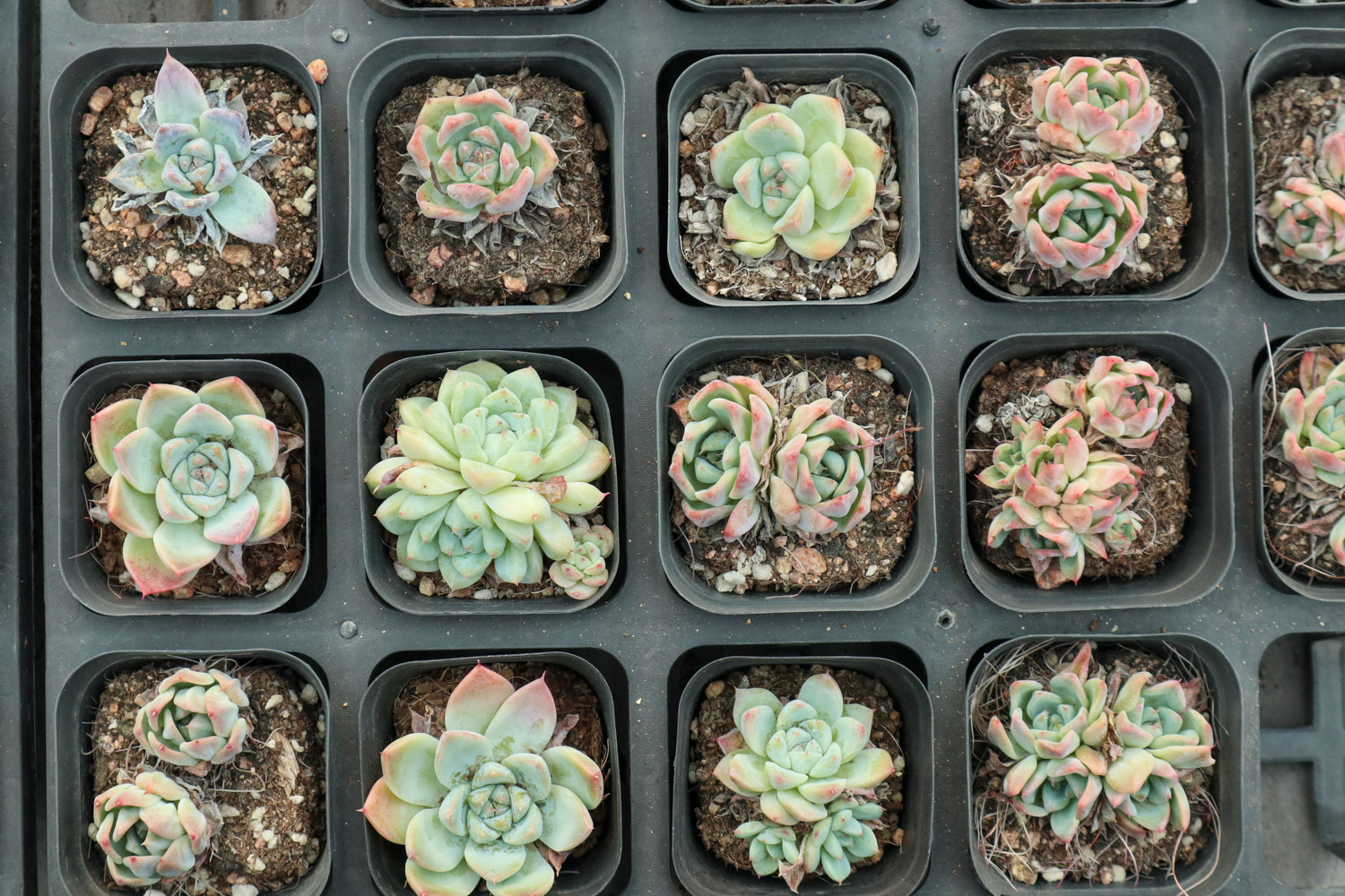 多肉叶子发黄如何办