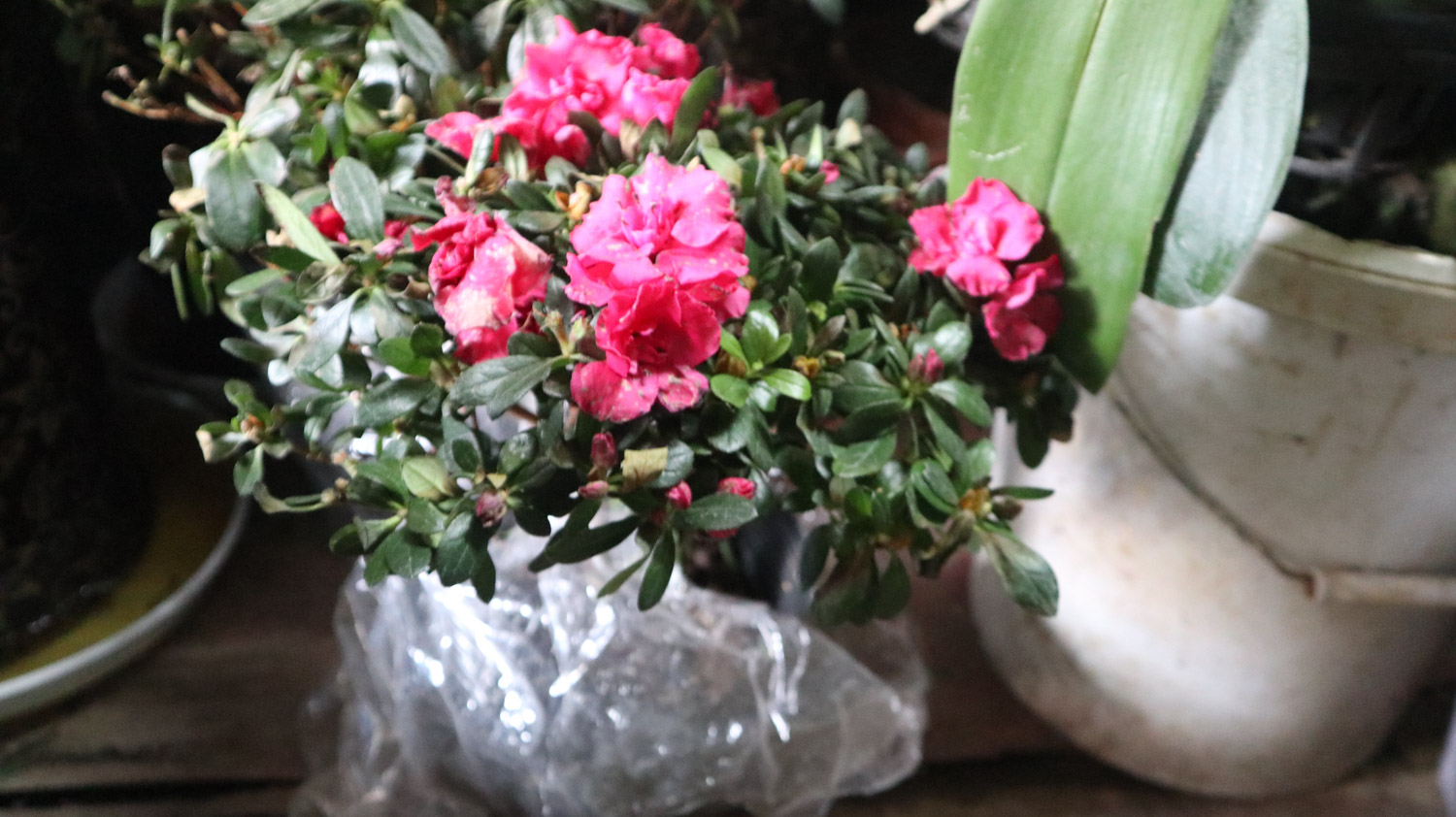 杜鹃 杜鹃花叶子发黄如何办