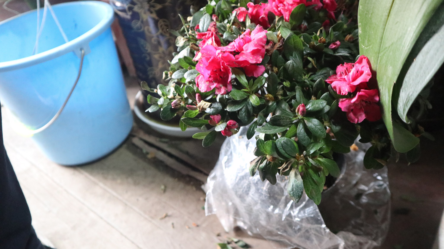 杜鹃 杜鹃花叶子发黄如何办