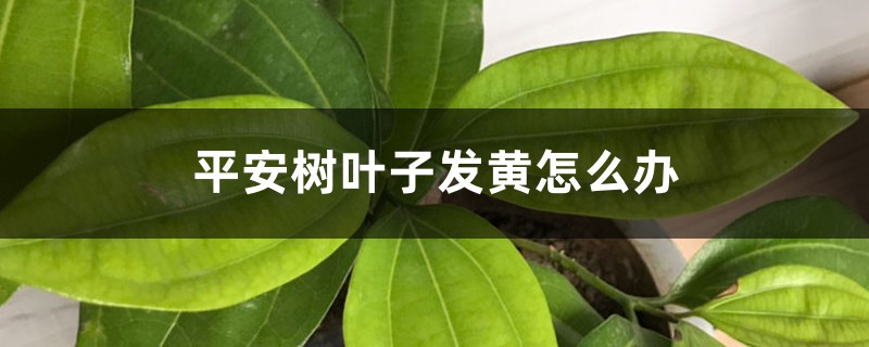 平安树叶子发黄如何办
