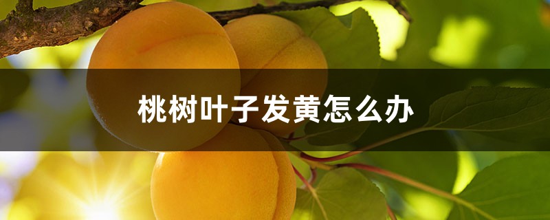 桃树叶子发黄如何办