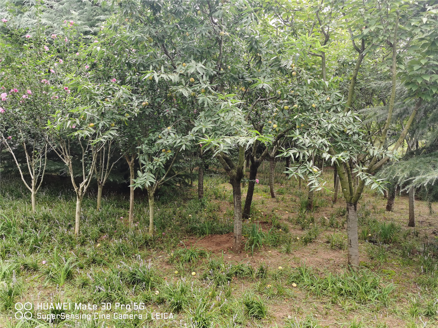 桃树叶子发黄如何办