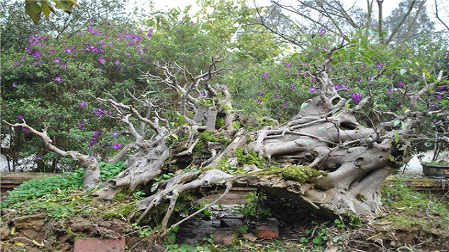 转运树叶子发黄如何办